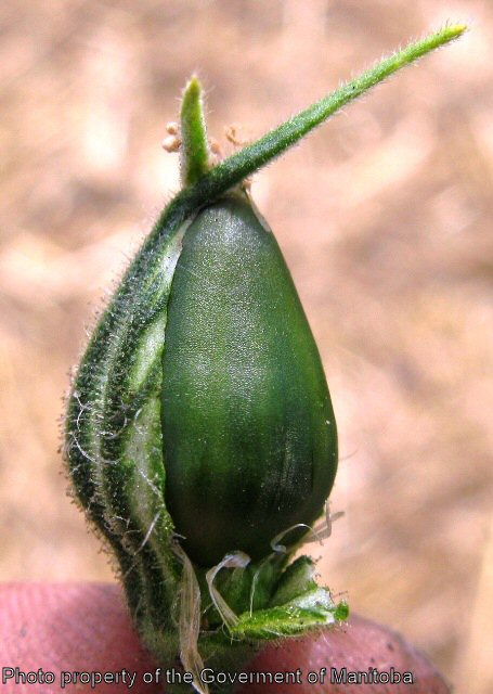 Night-flowering catchfly calyx peeled back to seed capsule