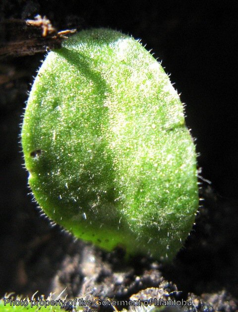 Night-flowering catchfly cotyledon