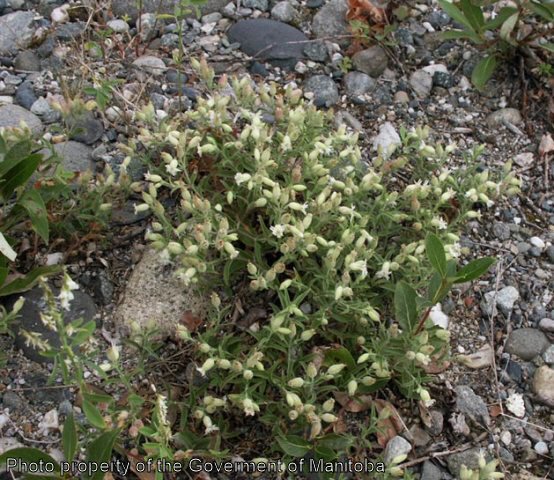 Night-flowering catchfly flowering plant