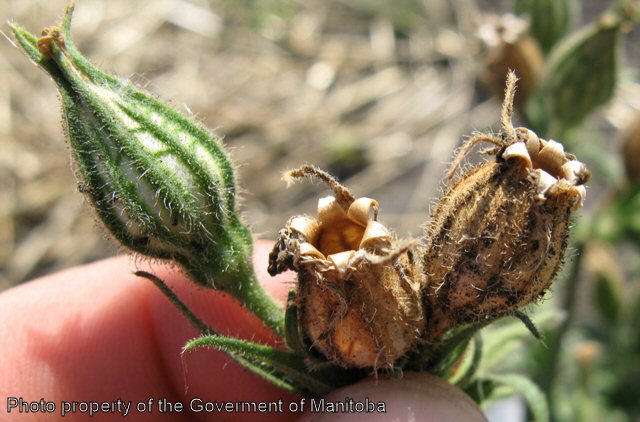 Night-flowering catchfly mature calyx