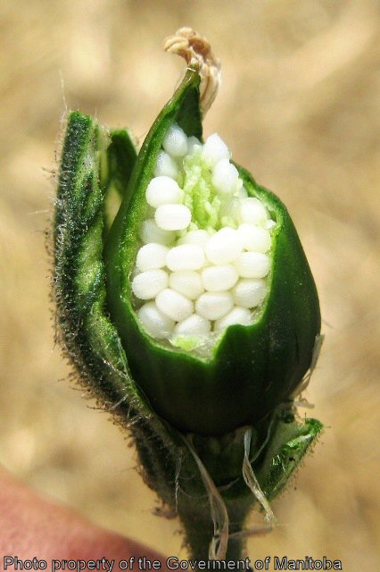Night-flowering catchfly oped seed capsule with immature seeds