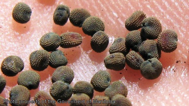 Night-flowering catchly seeds