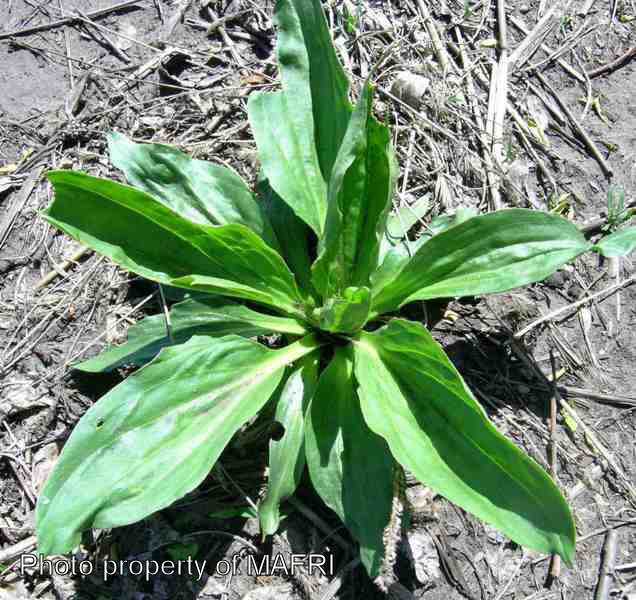Broad-leaved plantain rosette