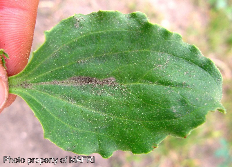 Broad-leaved plantain leaf