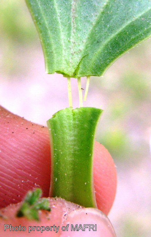 Broad-leaved plantain petiole fibers