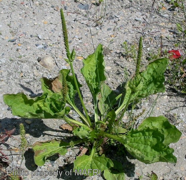Mature Broad-leaved plantain plant