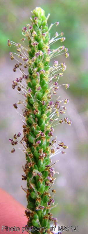 Broad-leaved plantain flowering