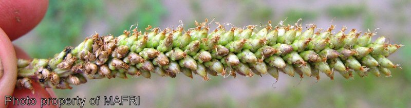 Broad-leaved plantain past flowering