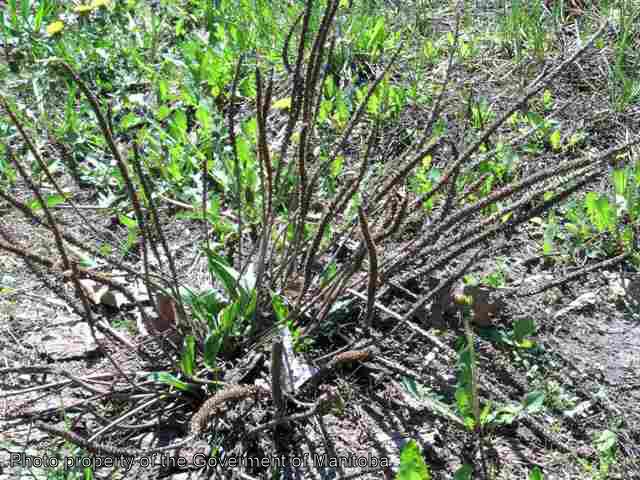 Mature Broad-leaved plantain plant