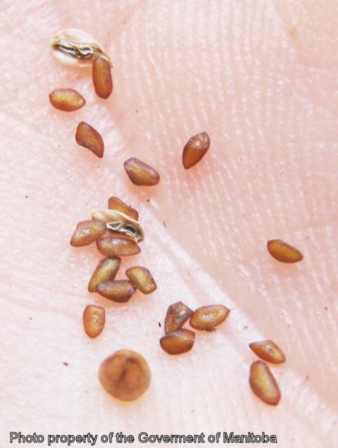Broad-leaved plantain seeds