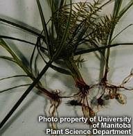 Yellow nutsedge roots