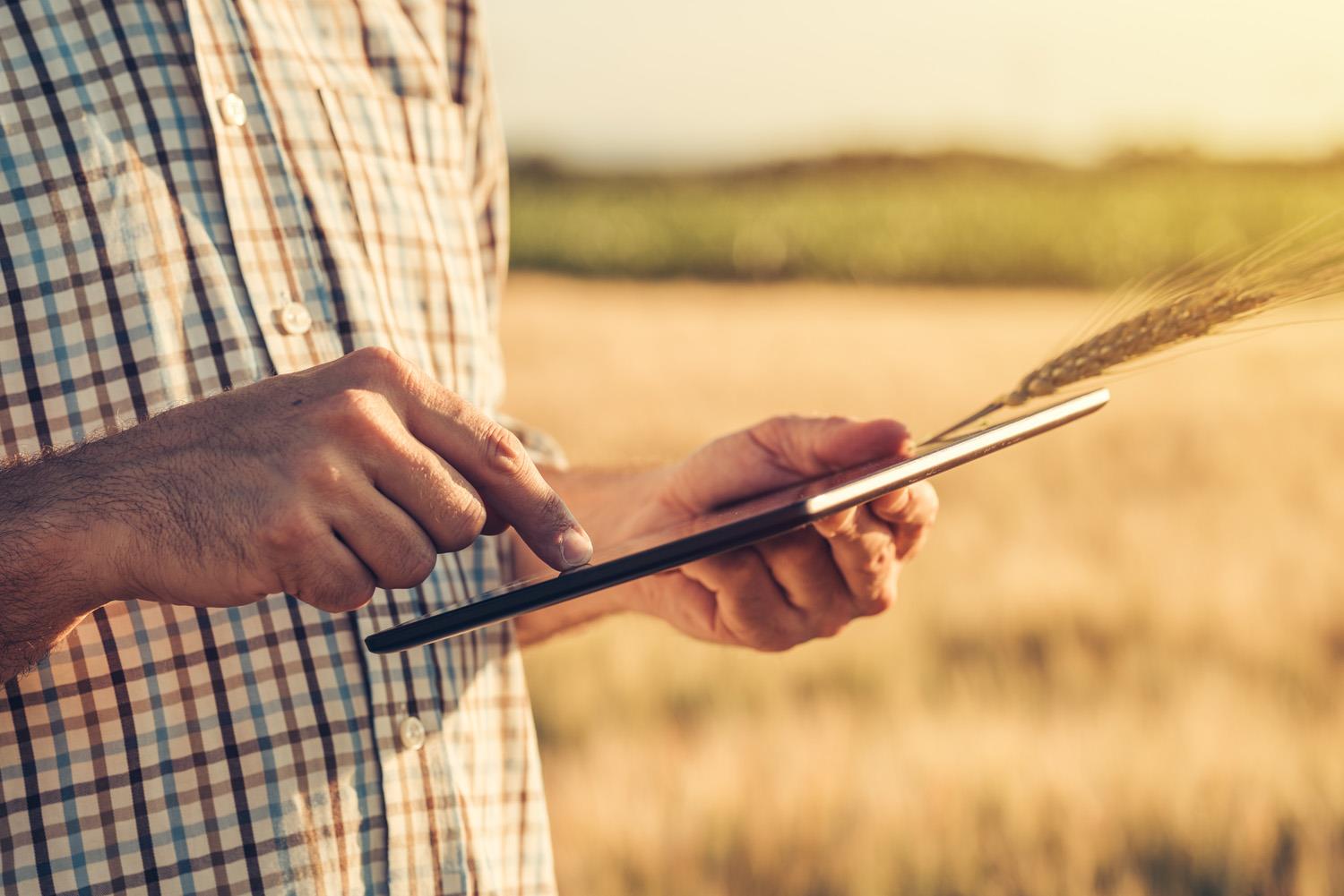 Farmer in a field typing on a tablet and holding a piece of wheat.