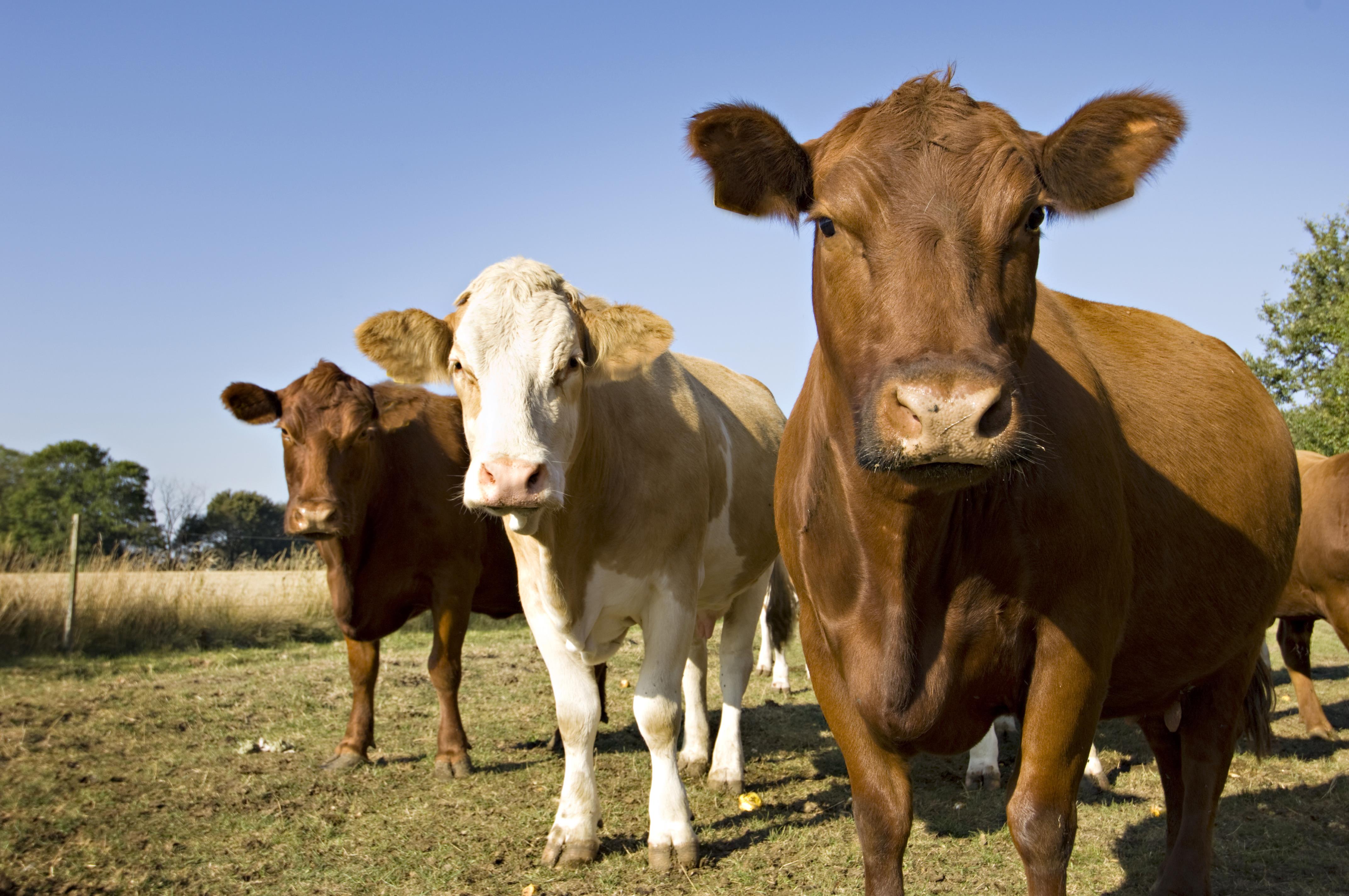 Image of cows in field