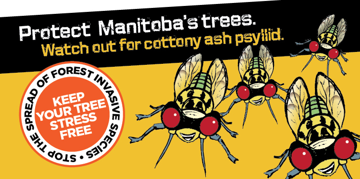 Protect Manitoba's Trees. Watch out for Cottony ash psyllid.
