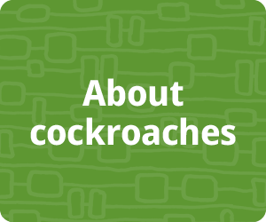About cockroaches