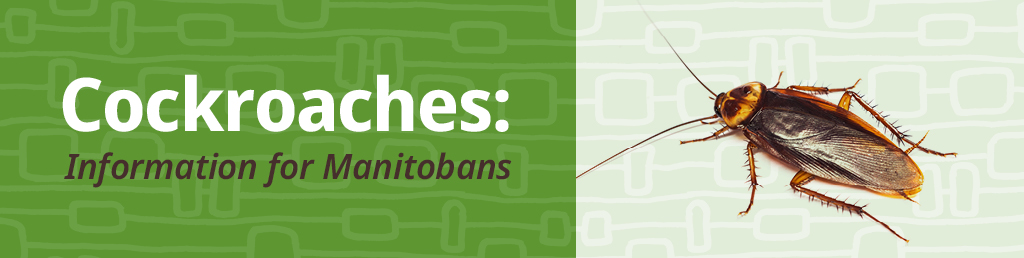 Cockroaches: Information for Manitobans
