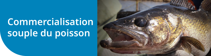 Commercialisation souple du poisson Commercialisation souple du poisson