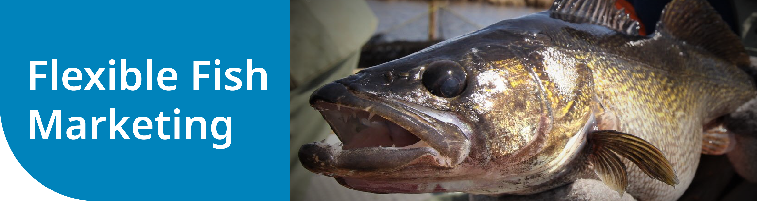 Flexible Fish Marketing Flexible Fish Marketing