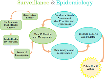 Surveillance and Epidemiology model