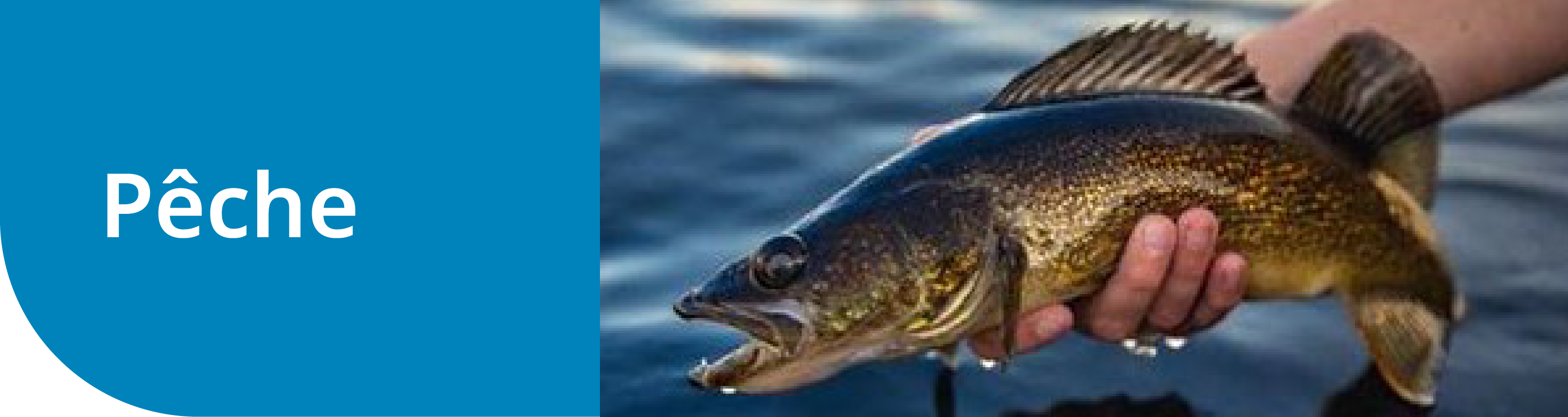 Pêche