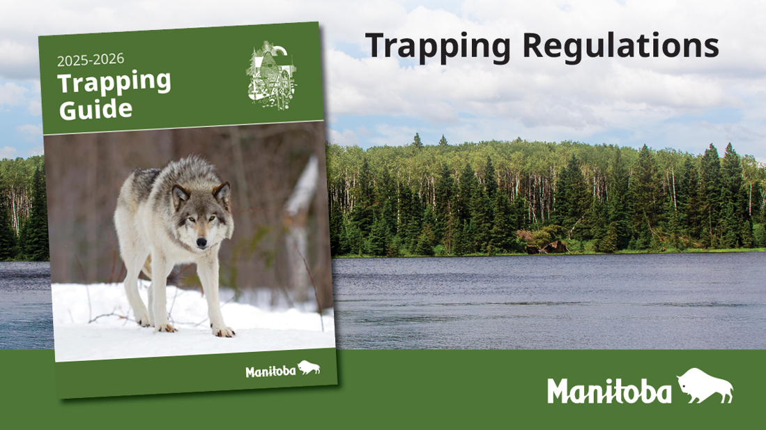 You can now access the 2025 Manitoba Trapping Guide online.