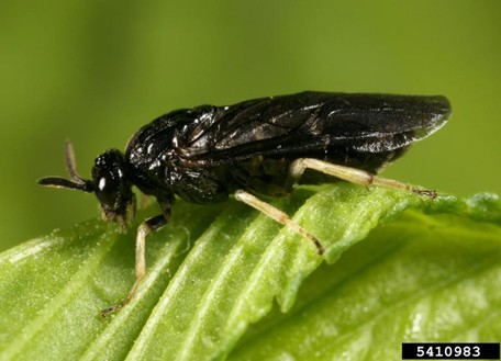 Close up of an Elm zigzag sawfly