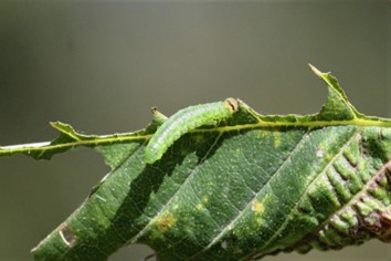 Larva feeding on elm leaf