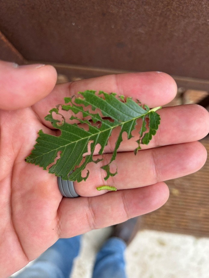Affected Elm tree leaves